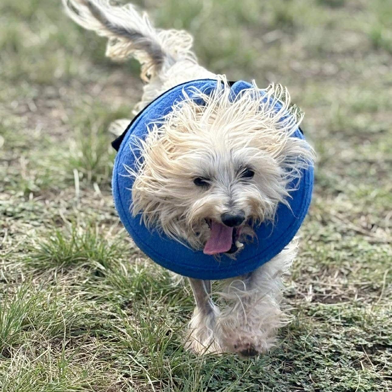 * Wyatt, Adopted, Senior Male Maltese.