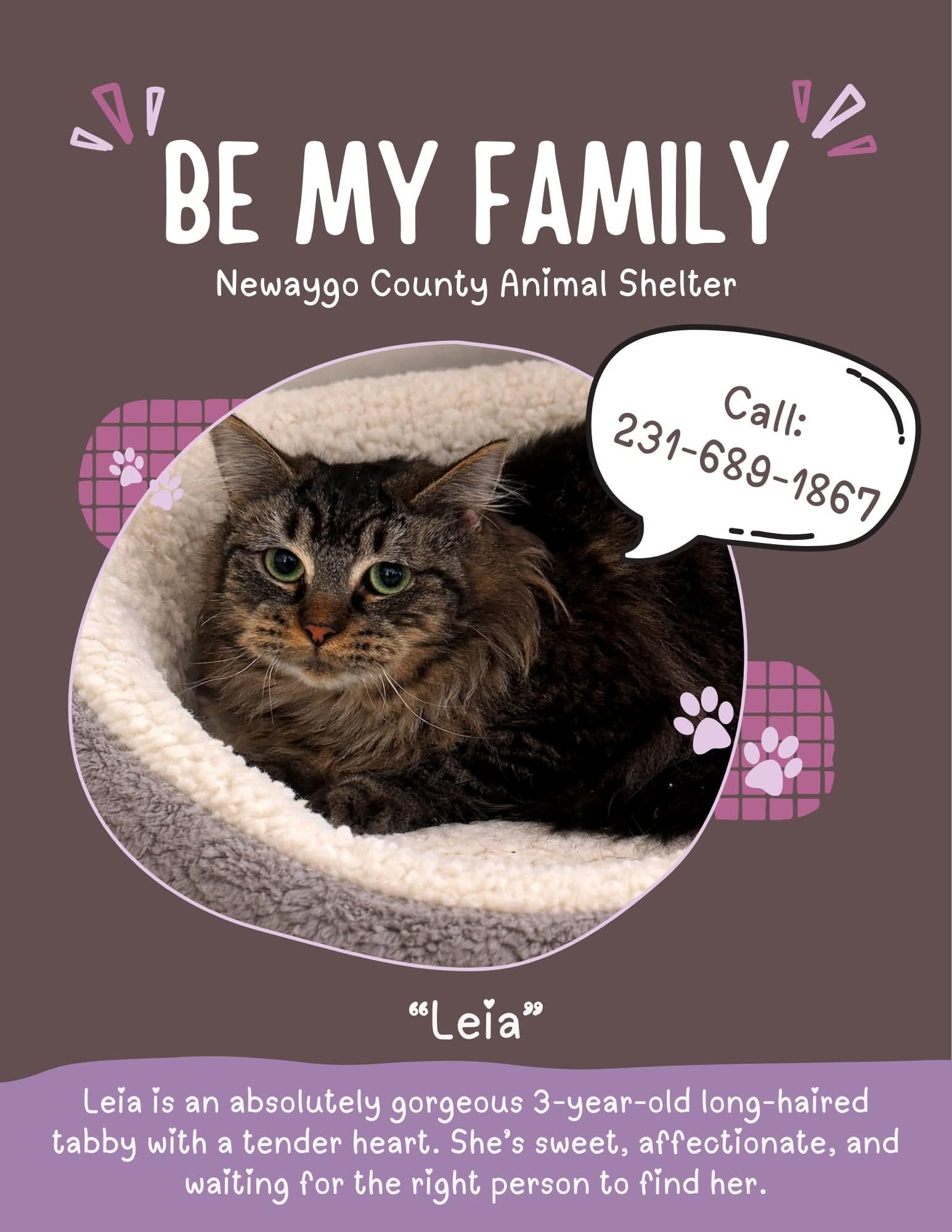 Leia, ADOPTABLE, Adult Female Domestic Long Hair.