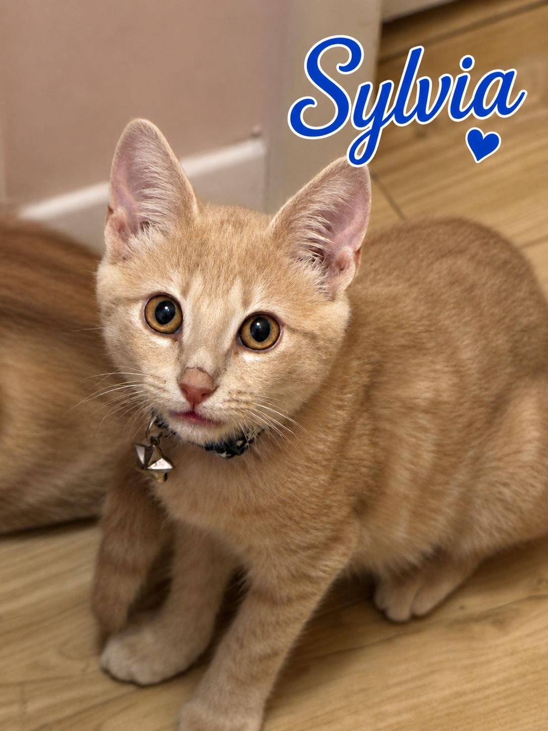 Sylvia (FCID# 07/06/2026 - 61 West Chester PS), Adopted, Kitten Female Tabby.