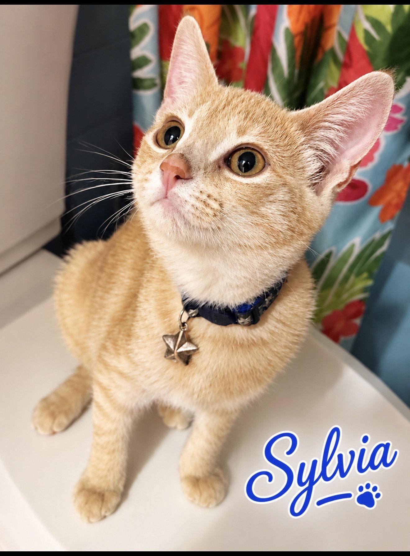 Sylvia (FCID# 07/06/2026 - 61 West Chester PS), a Adopted Tabby in Greenville, DE image 2/3