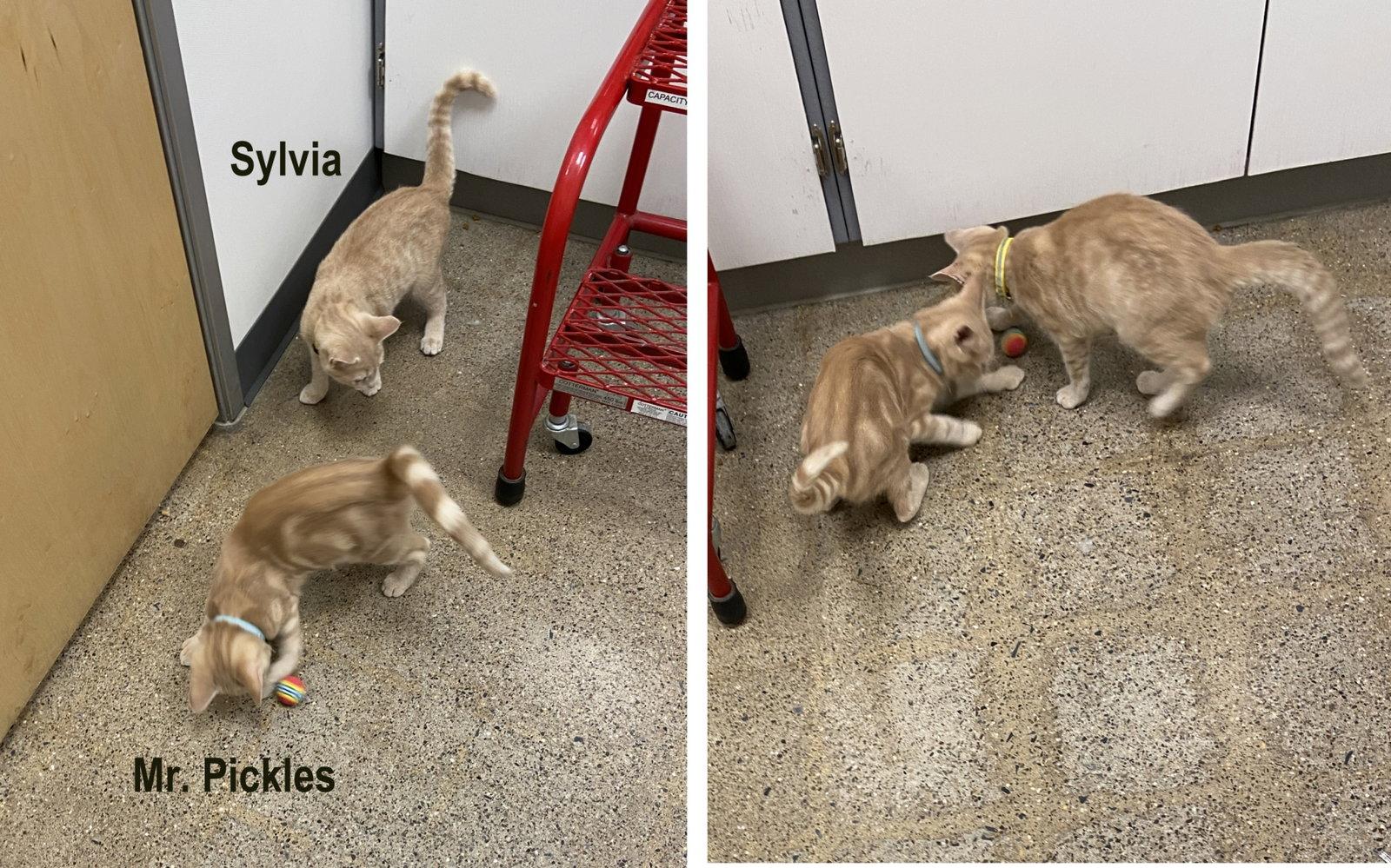 Sylvia (FCID# 07/06/2026 - 61 West Chester PS), a Adopted Tabby in Greenville, DE image 3/3