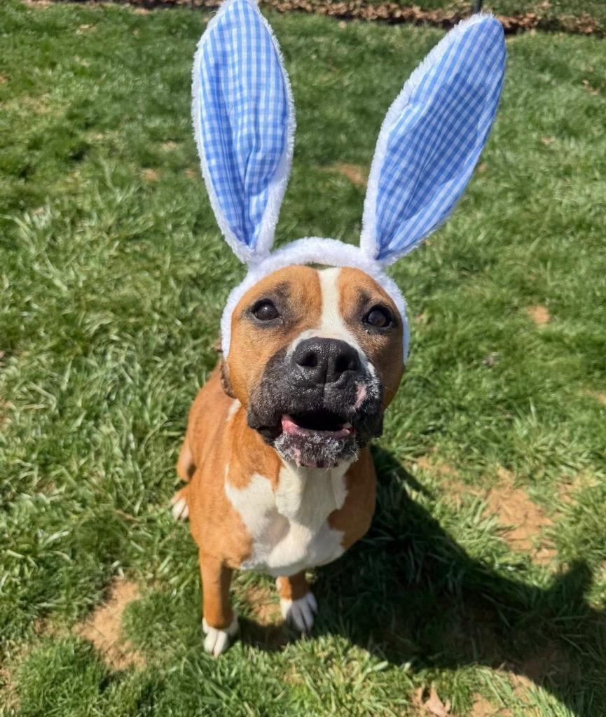 Koa, Adoptable, Senior Female Boxer & American Staffordshire Terrier.