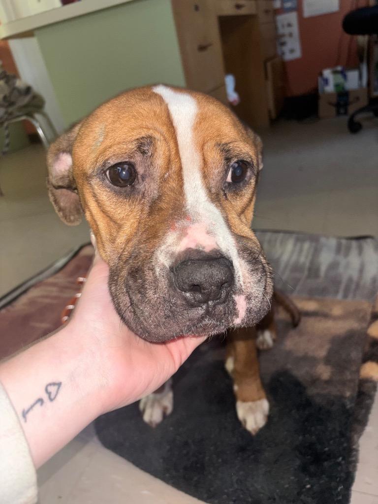 Enlarge Koa, a Adoptable mixed breed in Burnsville, NC image 2/5