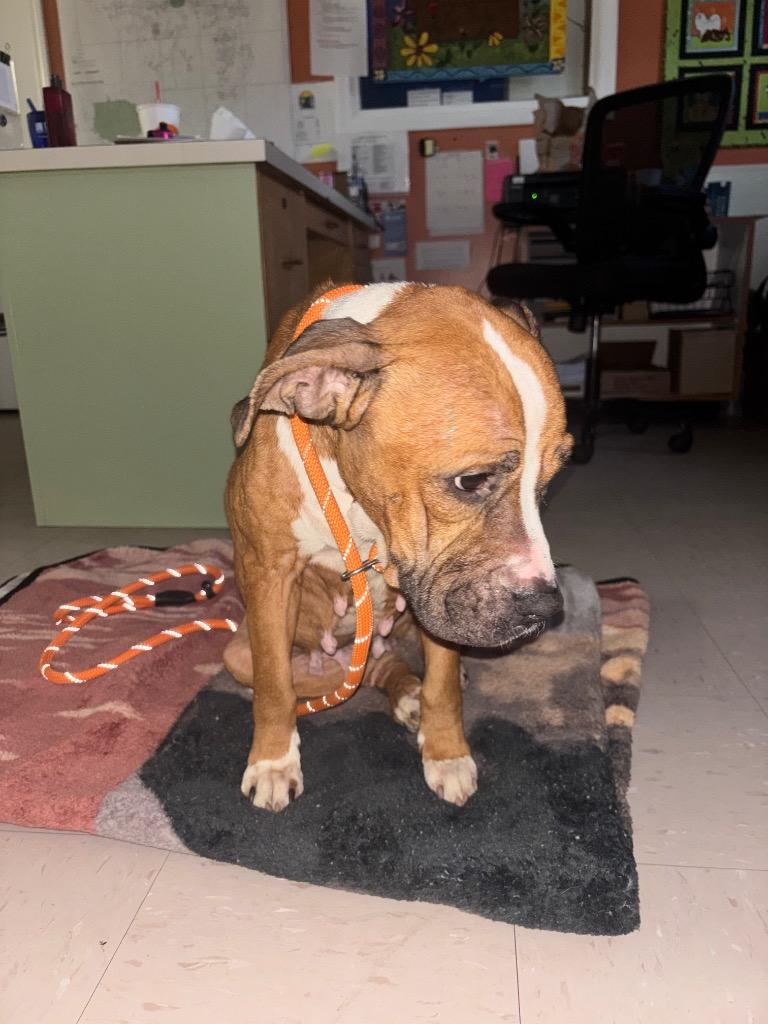 Enlarge Koa, a Adoptable mixed breed in Burnsville, NC image 3/5