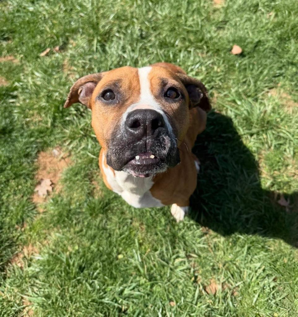 Enlarge Koa, a Adoptable mixed breed in Burnsville, NC image 4/5