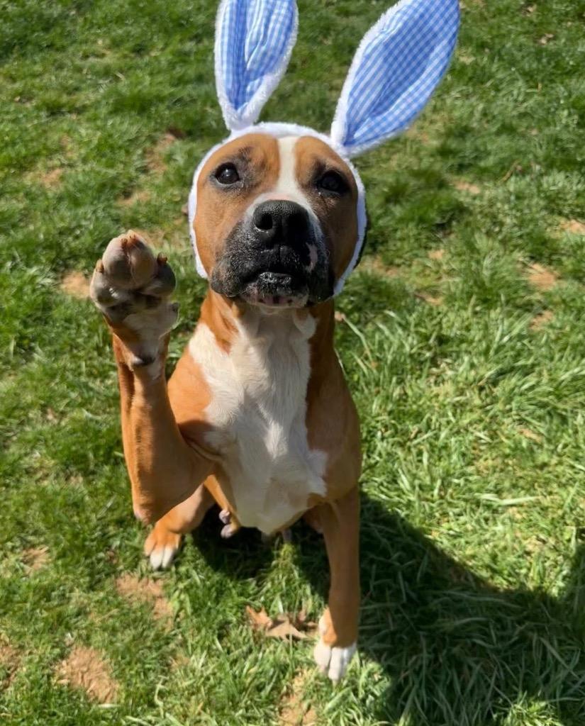 Enlarge Koa, a Adoptable mixed breed in Burnsville, NC image 5/5