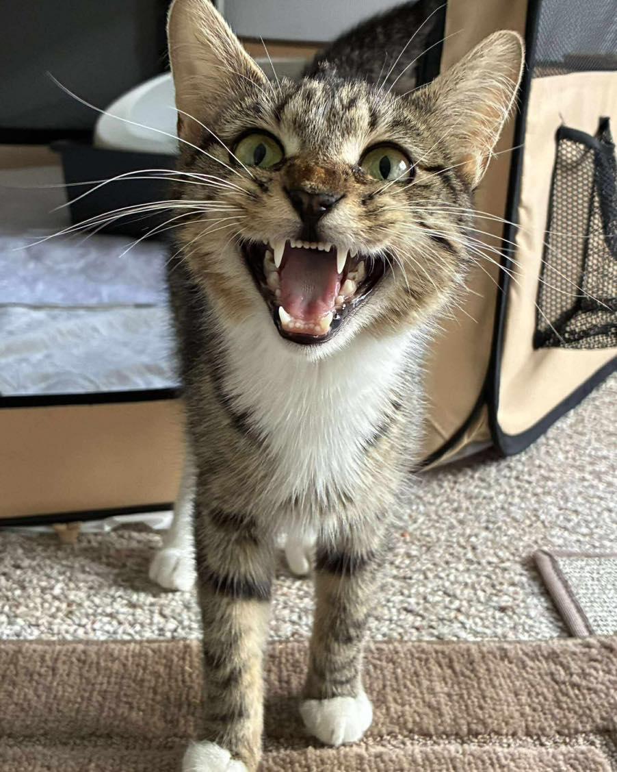 Acadia, a Adoptable Tabby in Norwich, CT image 2/3
