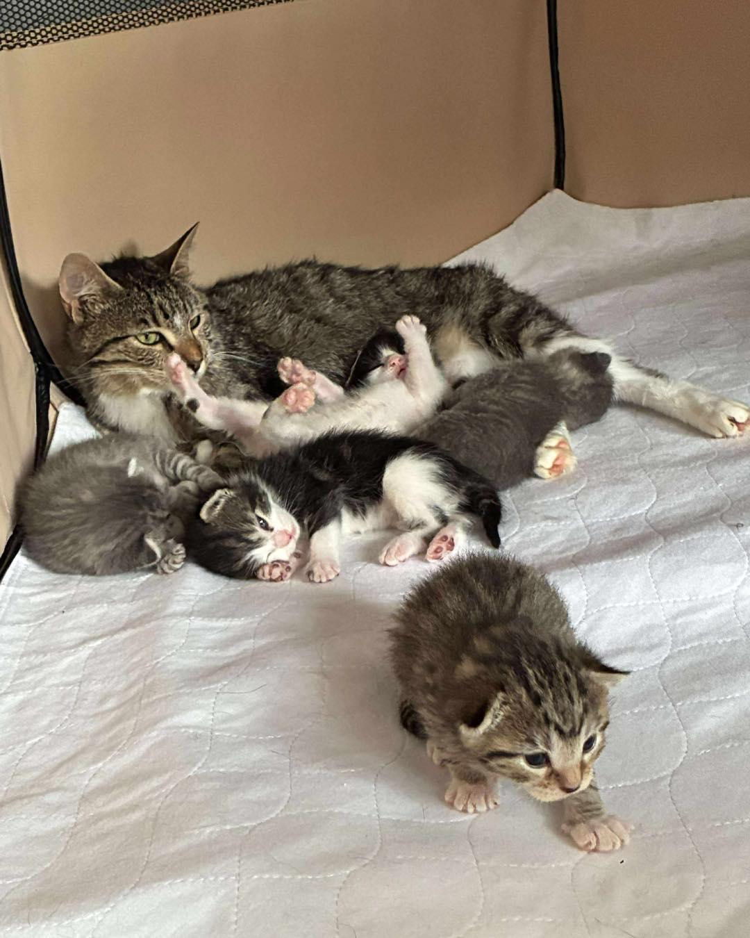 Acadia, a Adoptable Tabby in Norwich, CT image 3/3