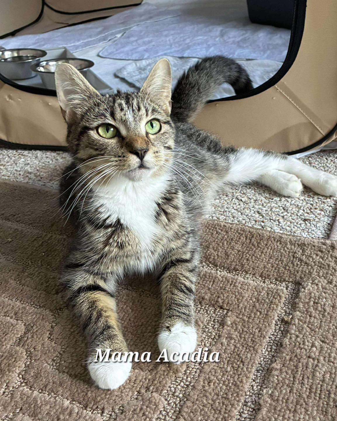 Acadia, a Adoptable Tabby in Norwich, CT image 1/3