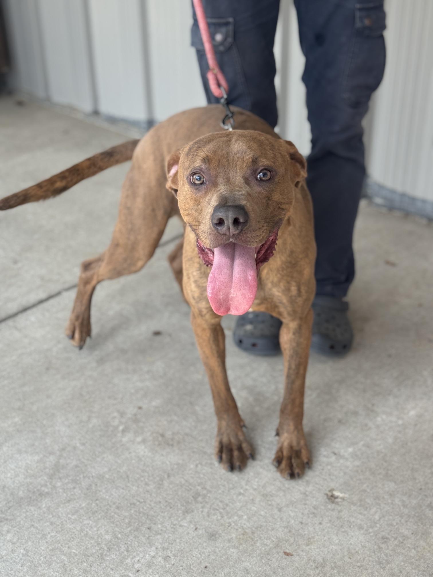 Bronze, a Adoptable mixed breed in Benton Harbor, MI image 3/6