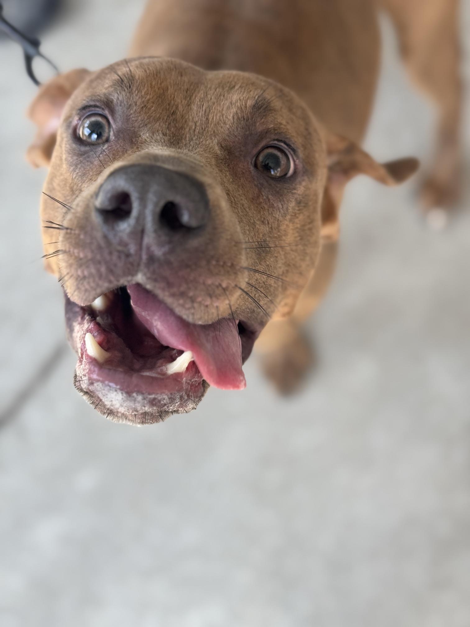 Bronze, a Adoptable mixed breed in Benton Harbor, MI image 2/6