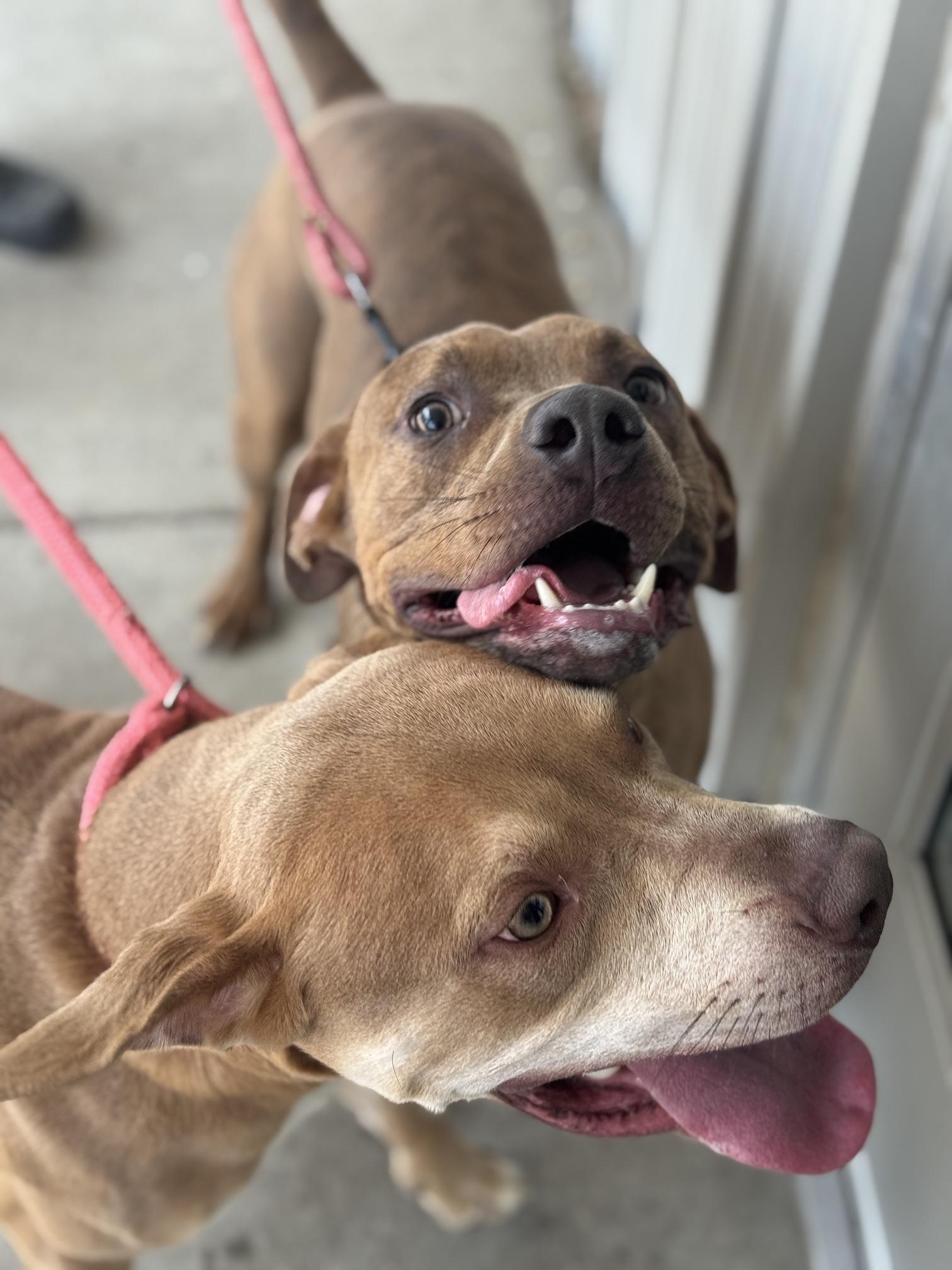 Bronze, a Adoptable mixed breed in Benton Harbor, MI image 4/6
