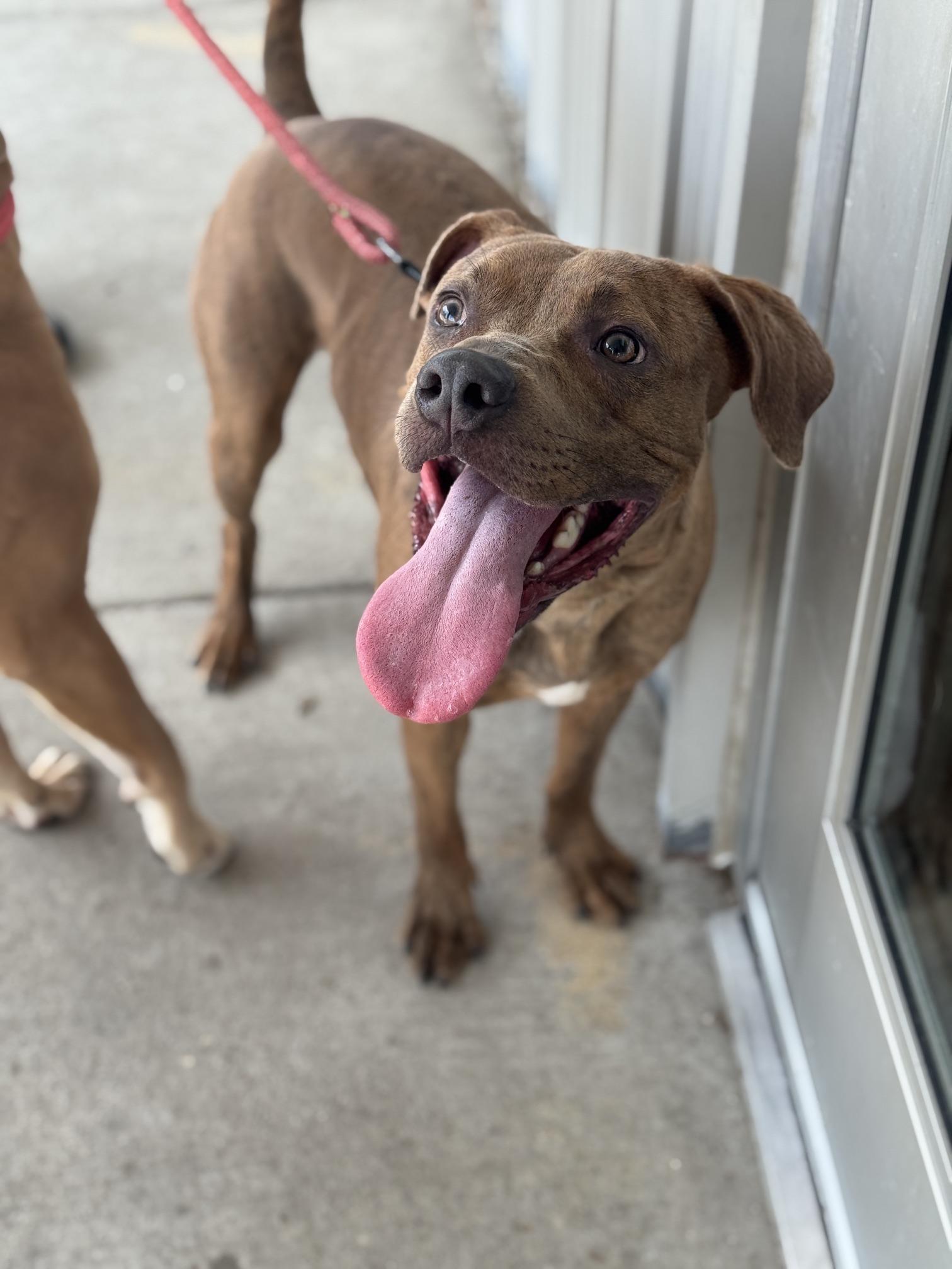 Bronze, Adoptable, Young Male Labrador Retriever & Pit Bull Terrier.