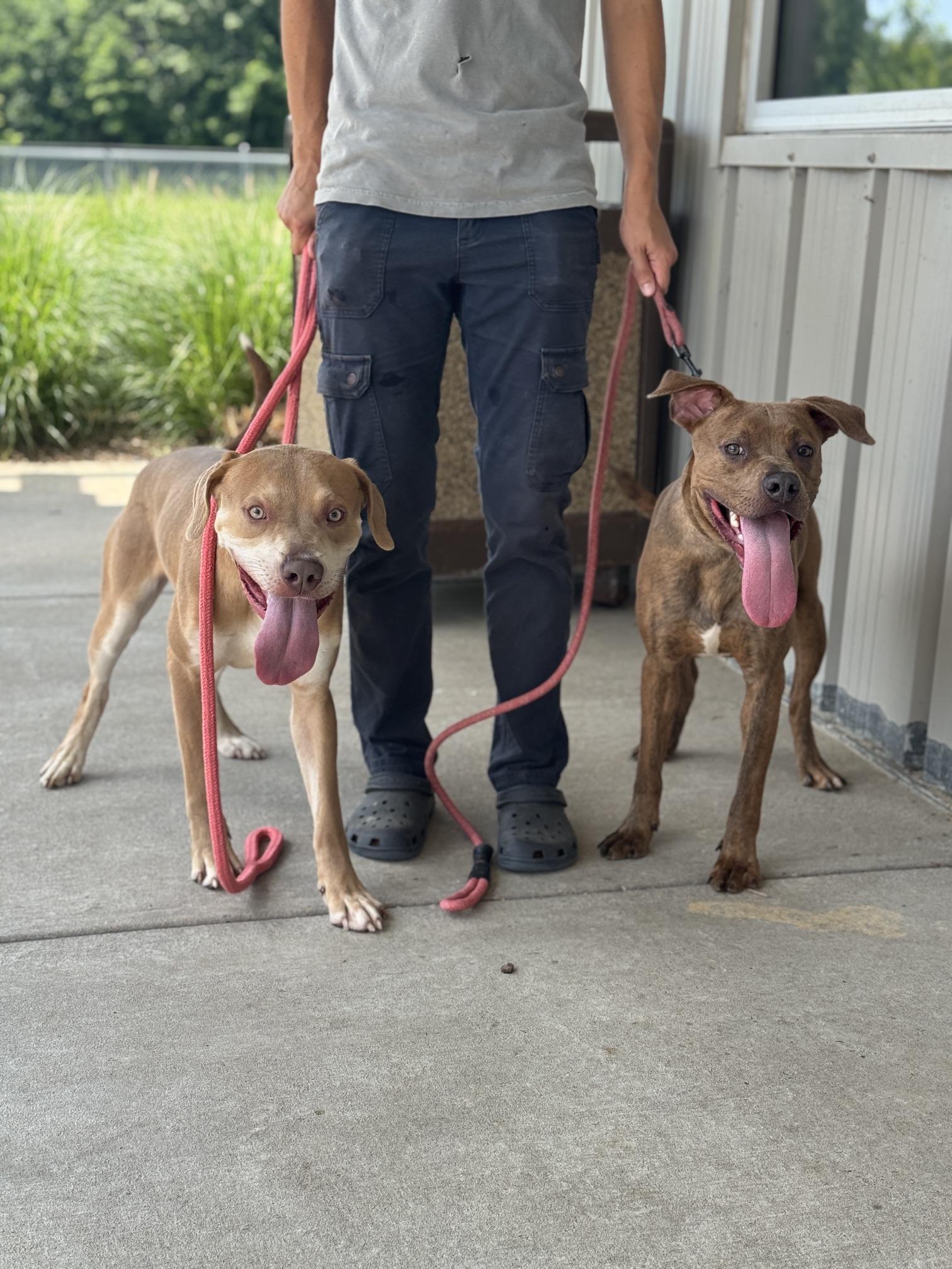 Bronze, a Adoptable mixed breed in Benton Harbor, MI image 6/6