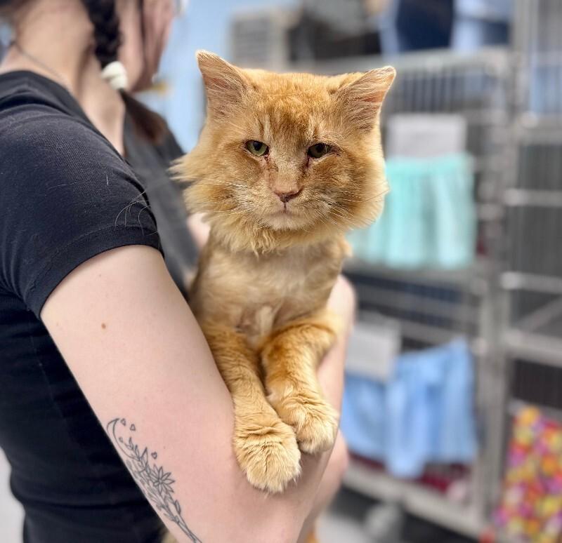 Enlarge Boone, a Adoptable Domestic Long Hair in Wooster, OH image 1/1