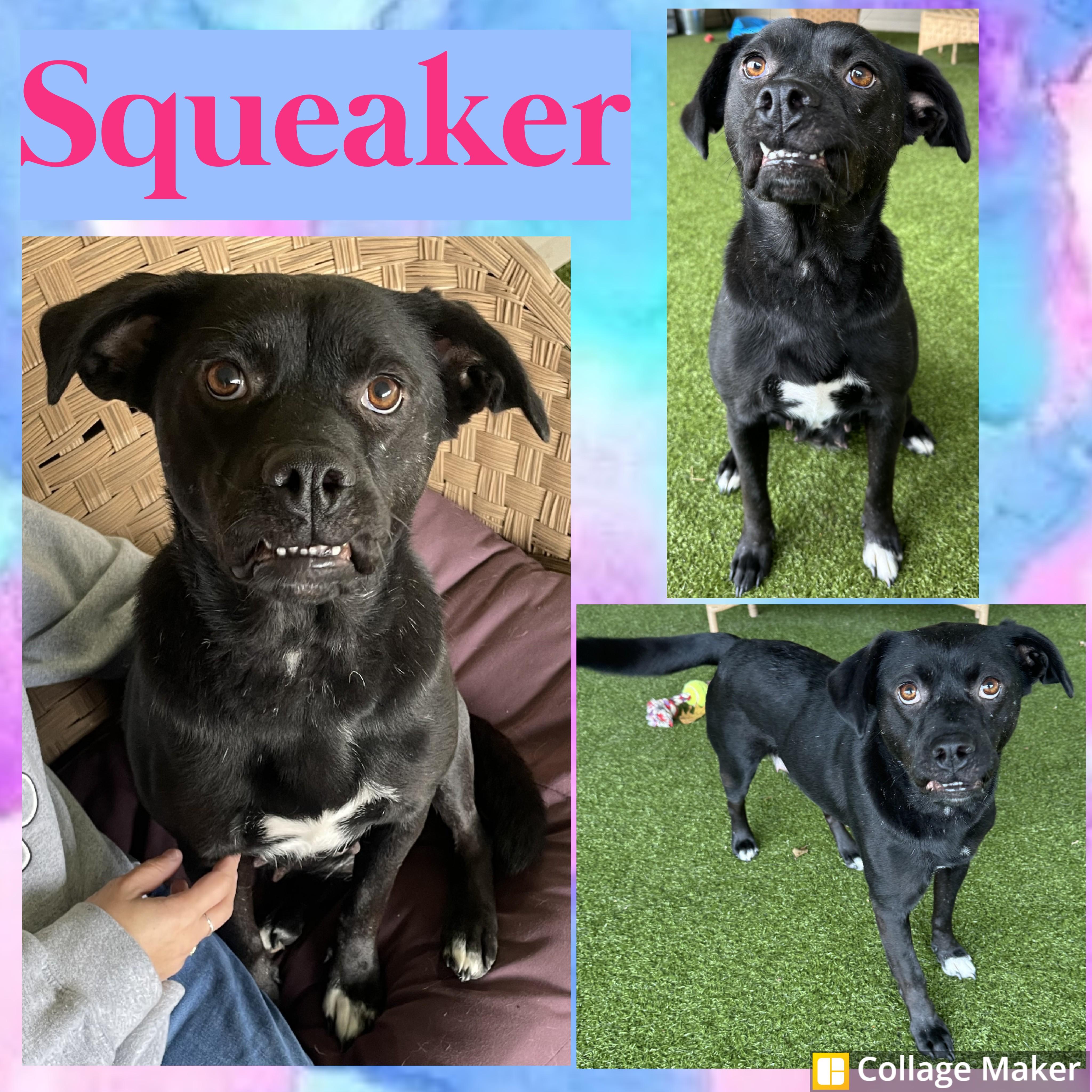 Squeaker, Adoptable, Adult Female Retriever.