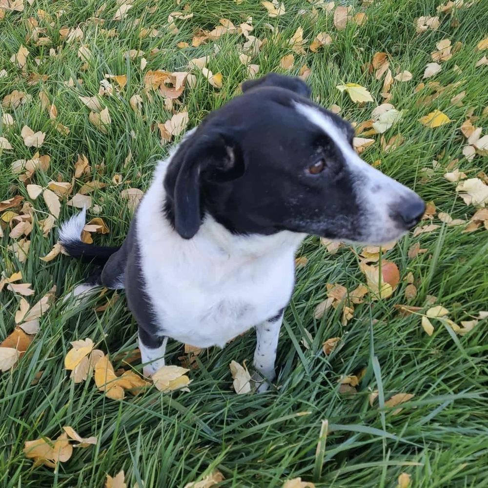 Tequilla, Adoptable, Adult Female Labrador Retriever.