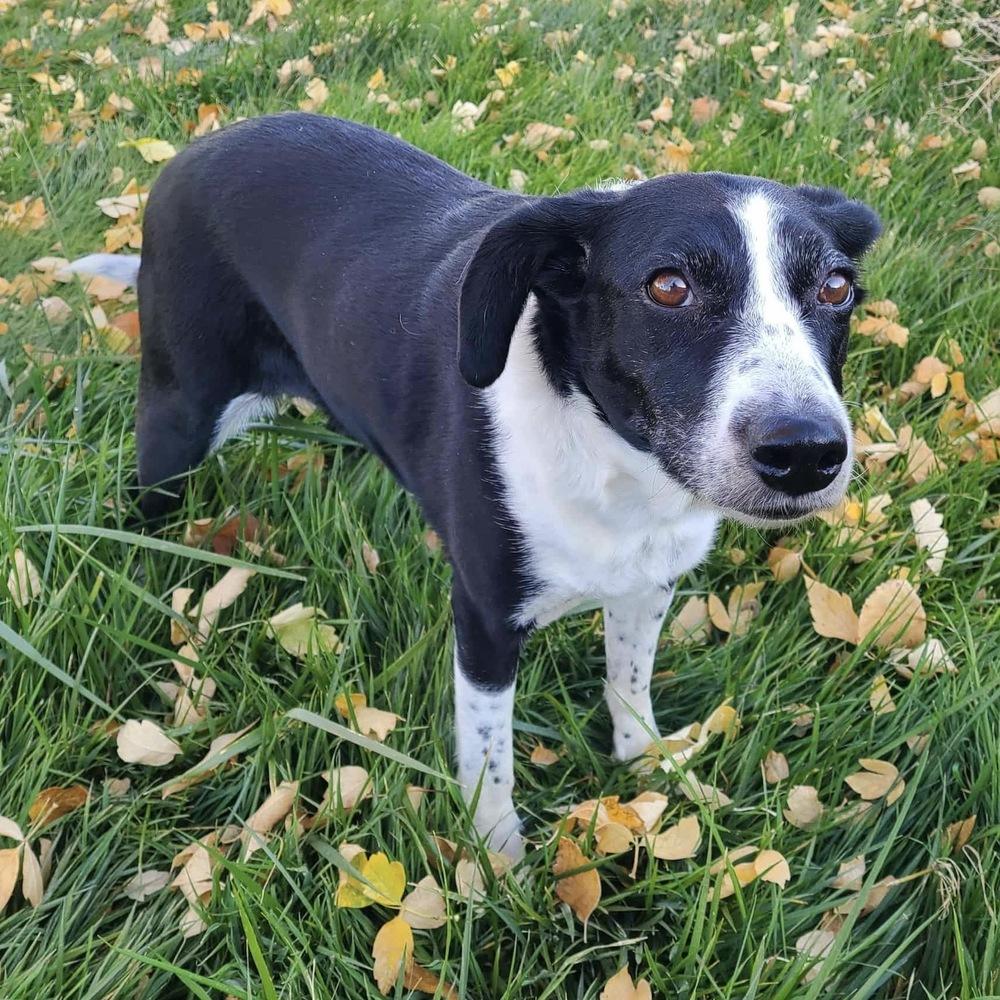 Enlarge Tequilla, a Adoptable mixed breed in Hurricane, UT image 2/2