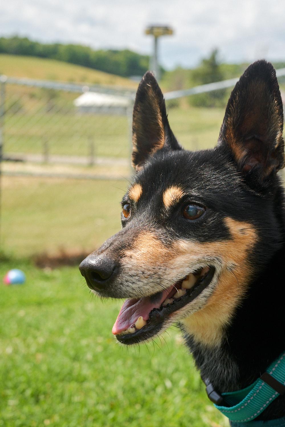 Ringo, an adopted mixed breed in Floyd, VA image 6/6
