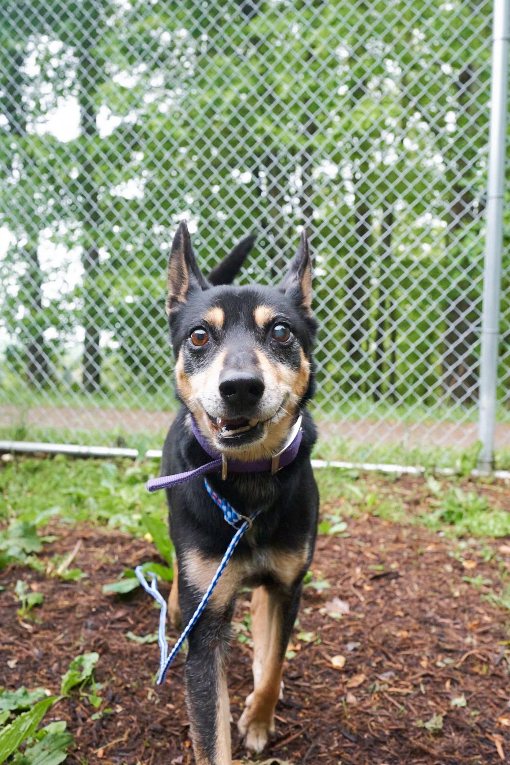 Ringo, an adopted mixed breed in Floyd, VA image 5/6