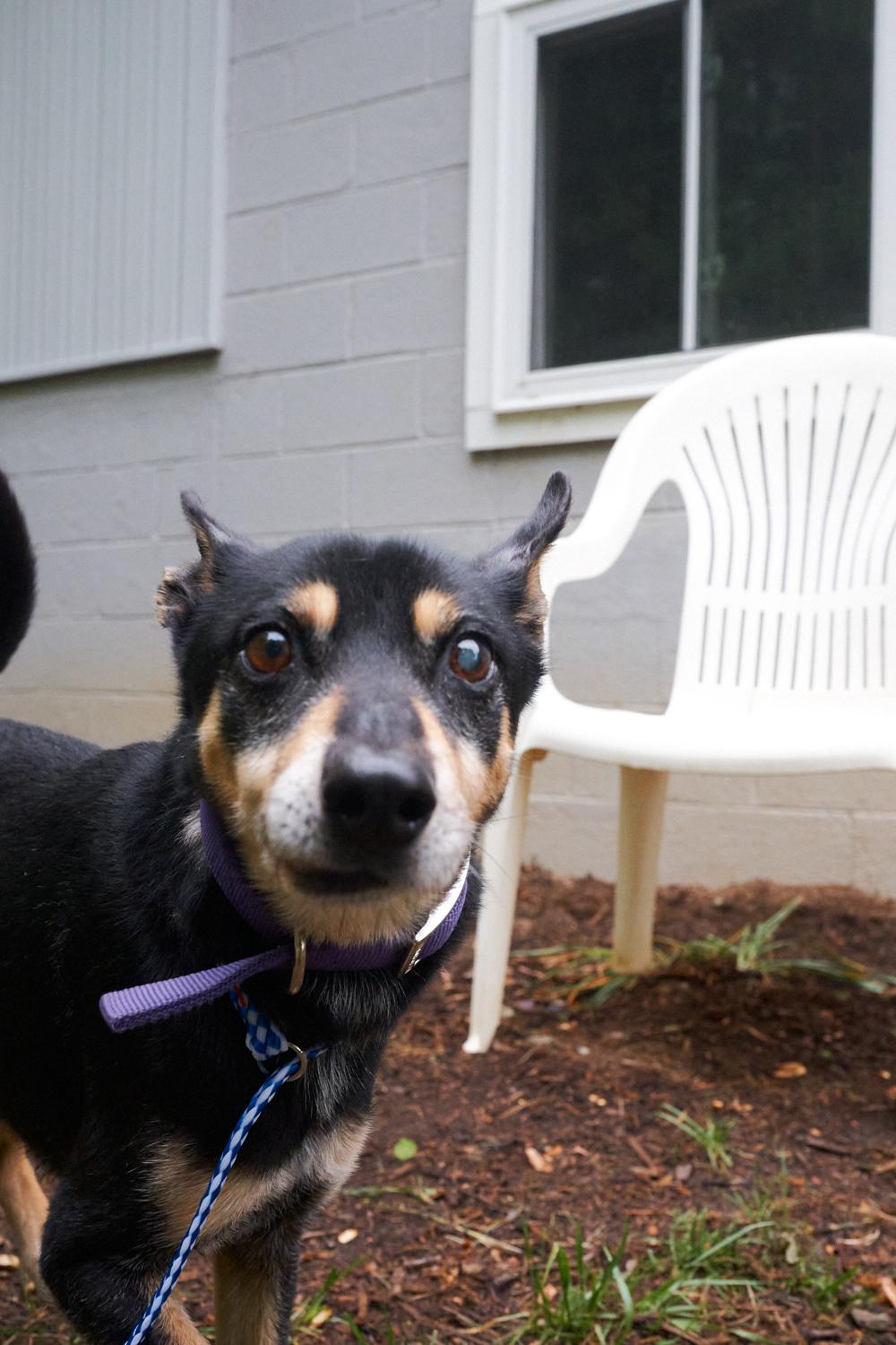 Ringo, an adopted mixed breed in Floyd, VA image 3/6