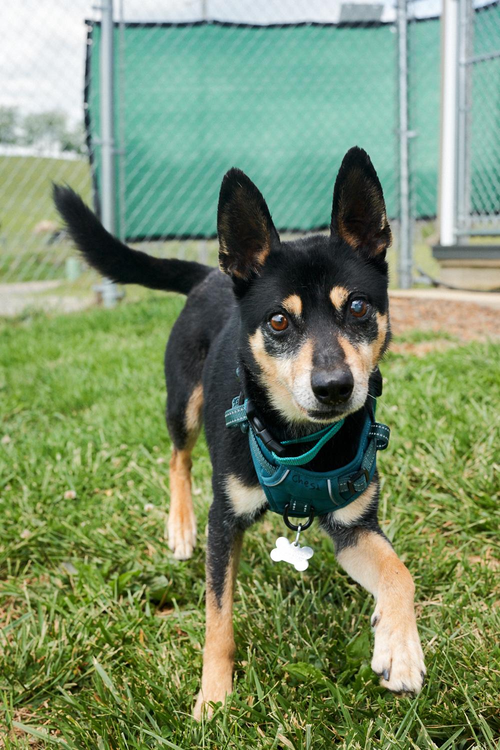 Ringo, adopted, Adult Male Miniature Pinscher.