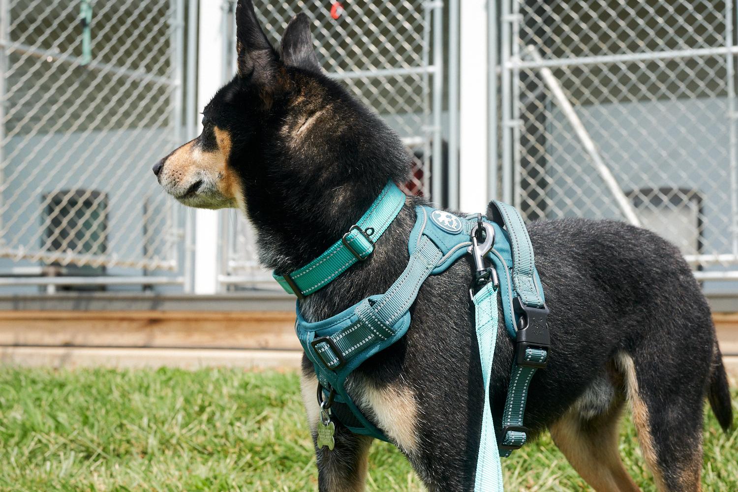 Ringo, an adopted mixed breed in Floyd, VA image 2/6