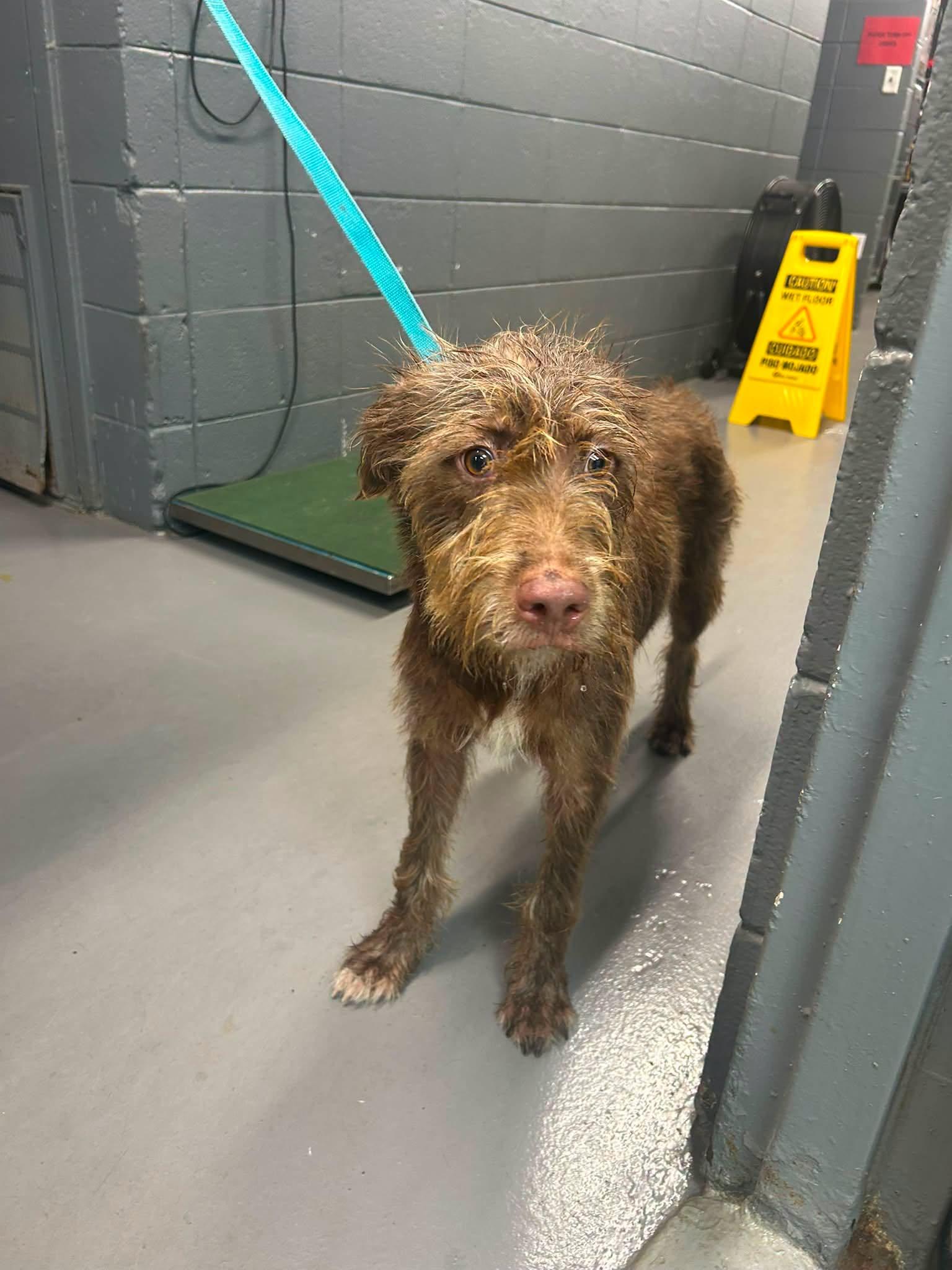 WESTON, ADOPTABLE, Young Male Wirehaired Terrier.
