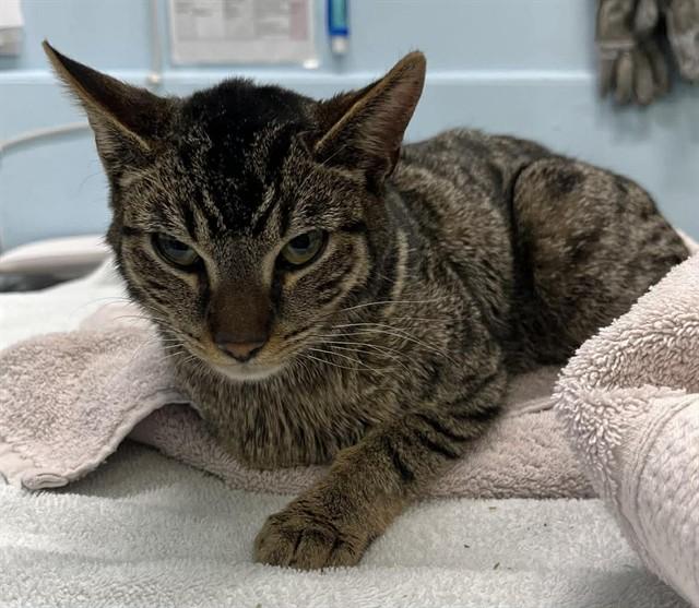 Enlarge HORIZON, a Adoptable Domestic Short Hair in London, ON image 1/1