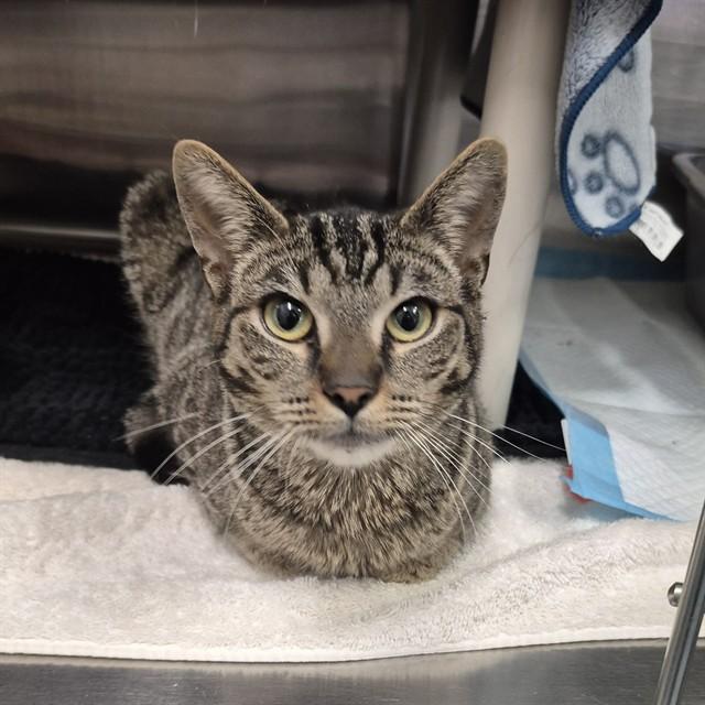 HORIZON, Adoptable, Young Male Domestic Short Hair.