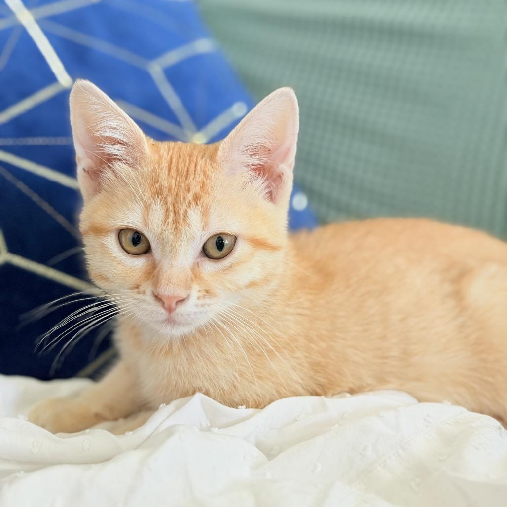 Elowen, Adoptable, Kitten Female Domestic Short Hair.