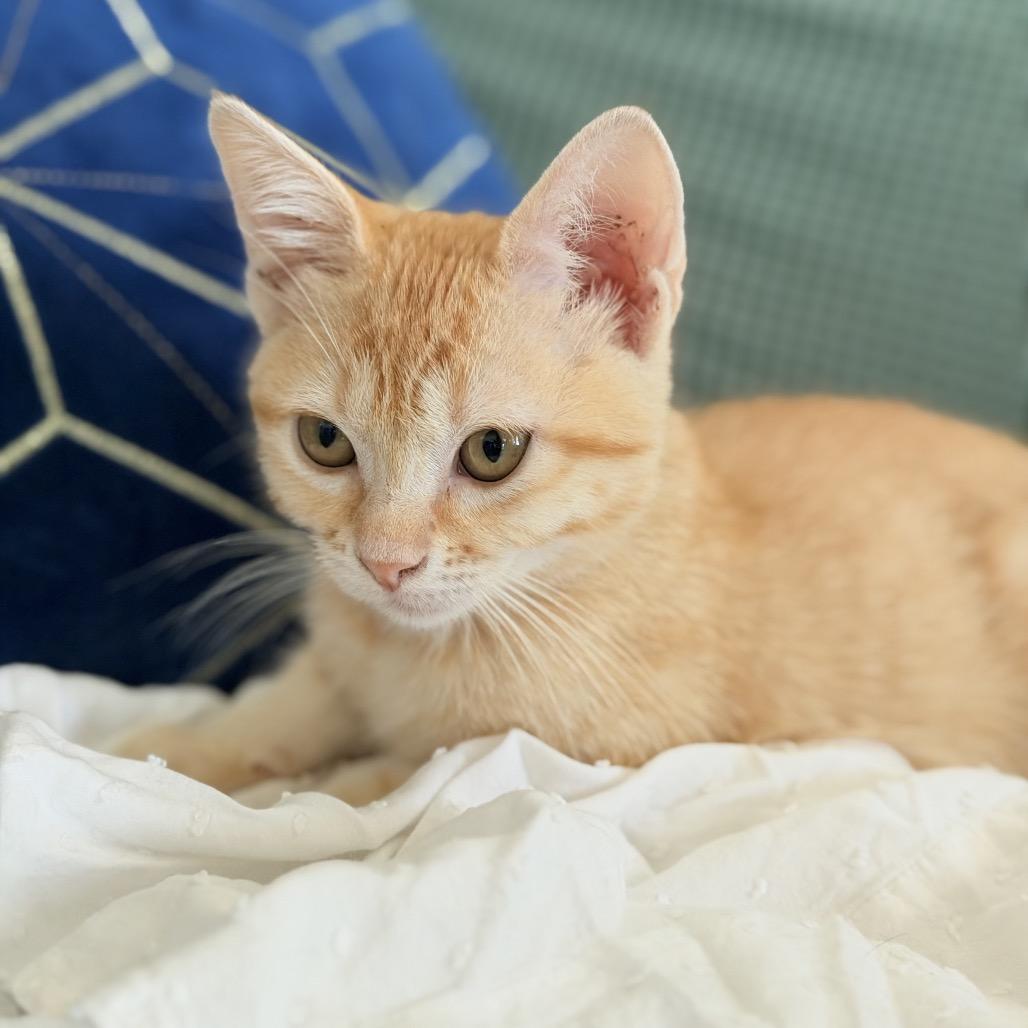 Enlarge Elowen, a Adoptable Domestic Short Hair in Flower Mound, TX image 2/6