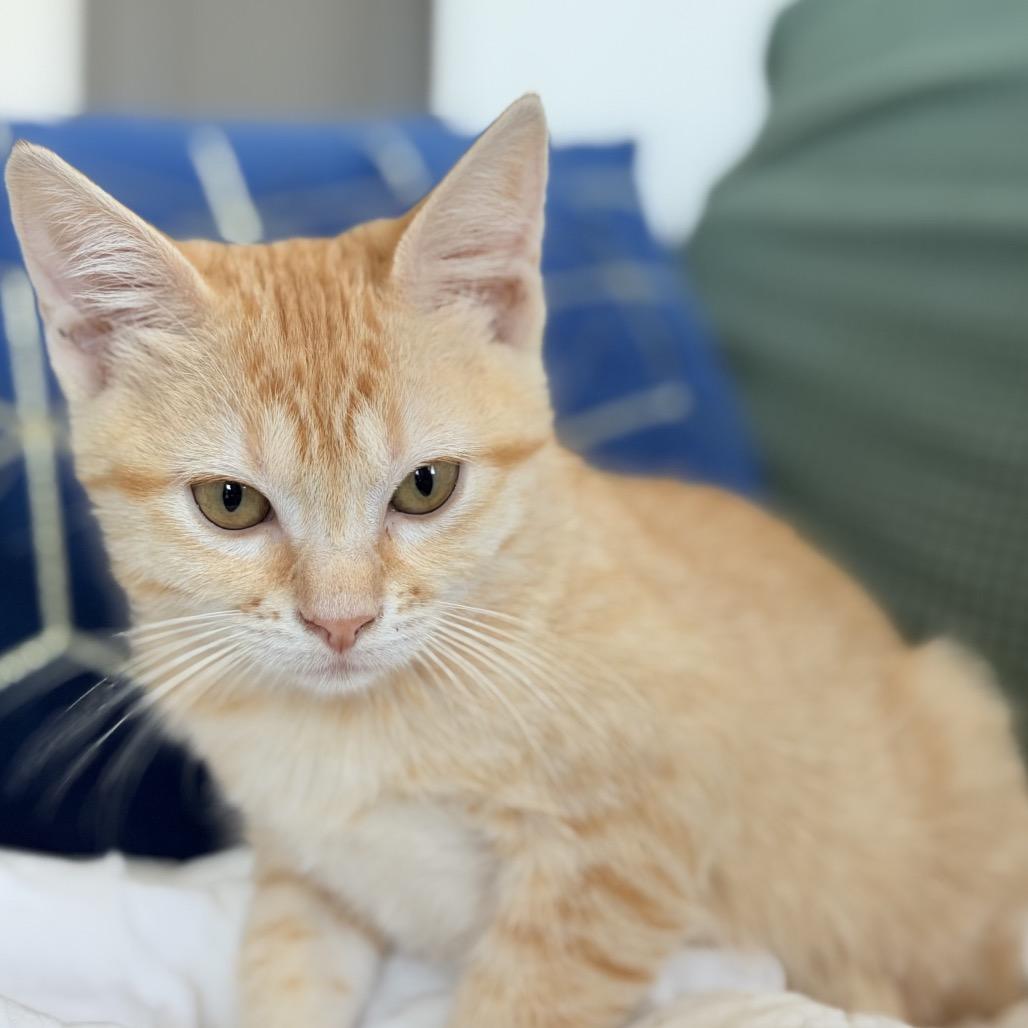 Enlarge Elowen, a Adoptable Domestic Short Hair in Flower Mound, TX image 3/6