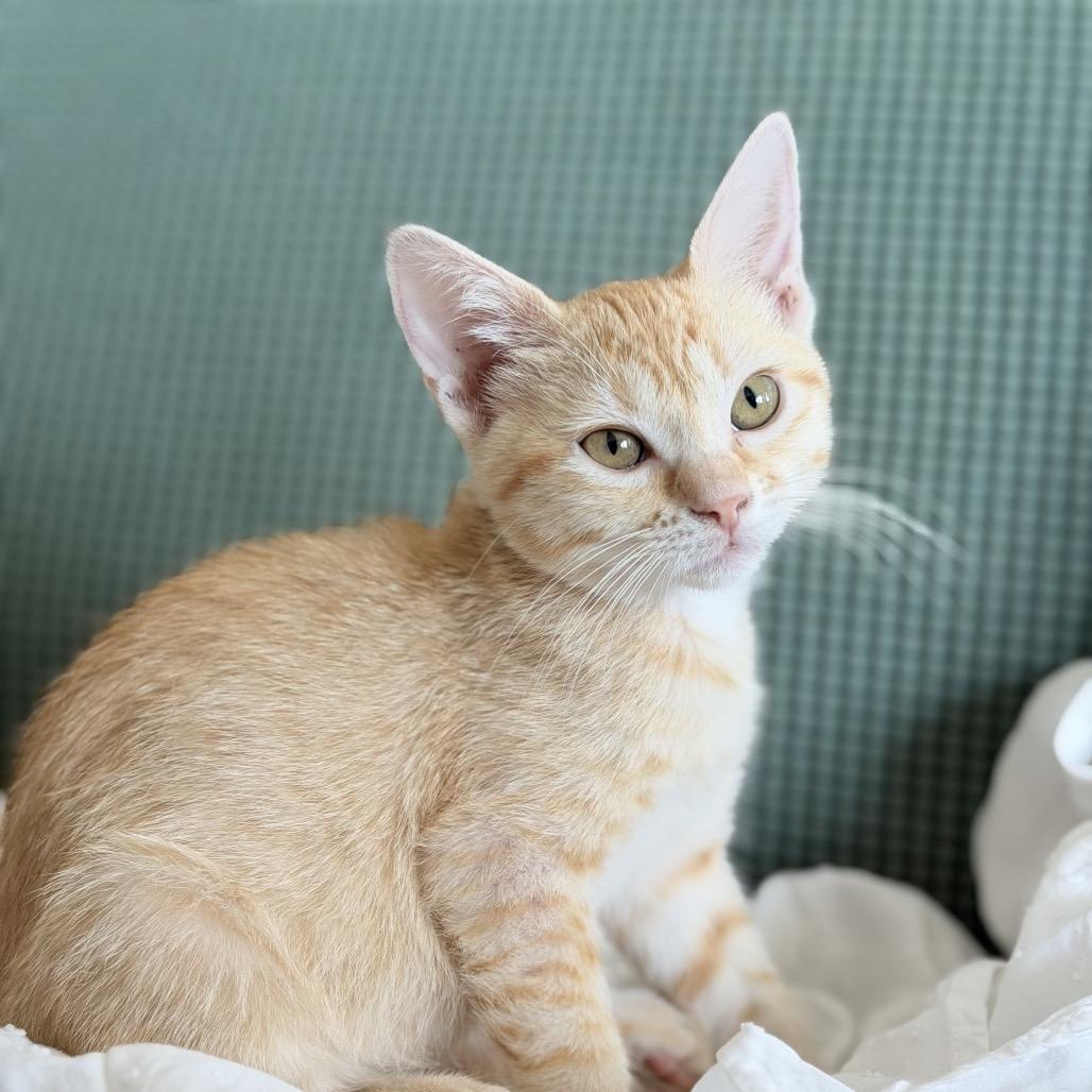 Enlarge Elowen, a Adoptable Domestic Short Hair in Flower Mound, TX image 4/6