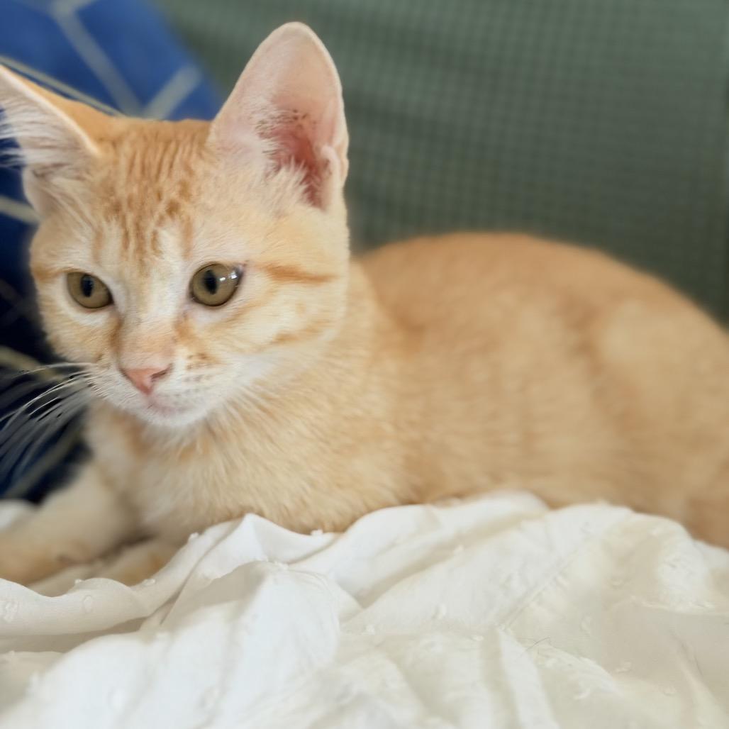 Enlarge Elowen, a Adoptable Domestic Short Hair in Flower Mound, TX image 5/6