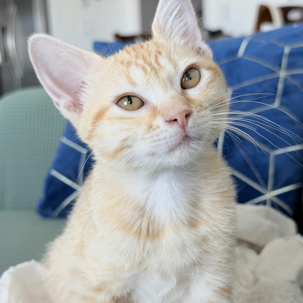 Enlarge Elowen, a Adoptable Domestic Short Hair in Flower Mound, TX image 6/6