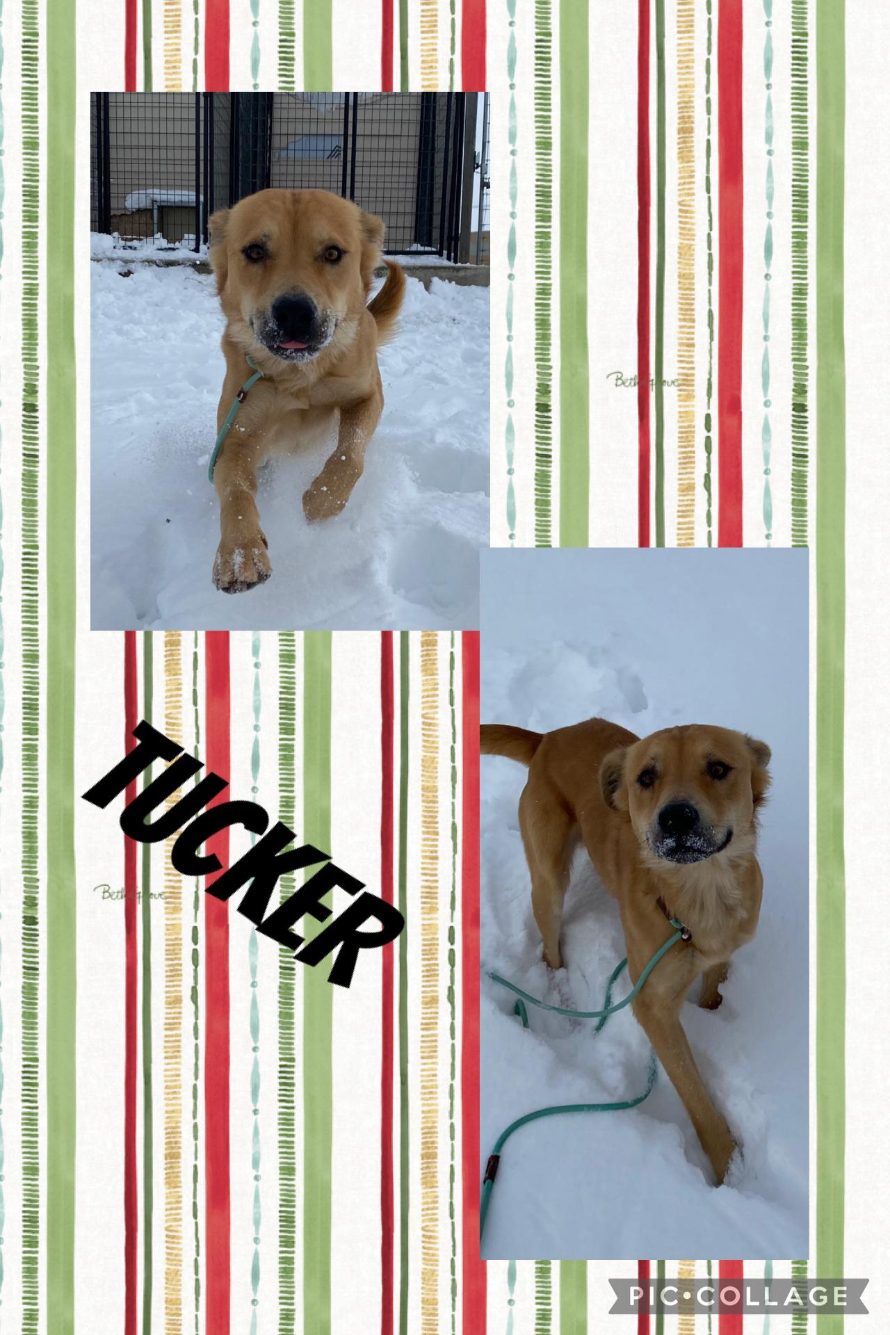 TUCKER, adopted, Young Male Golden Retriever.