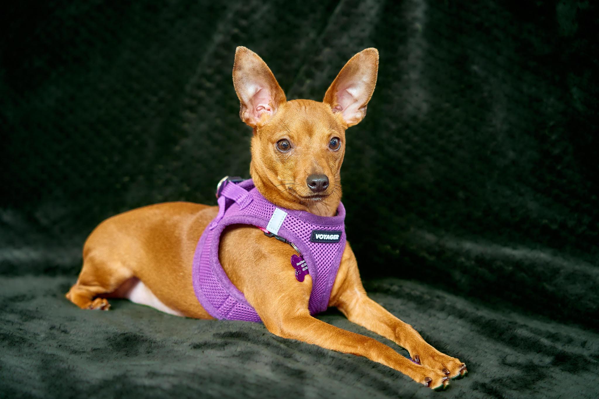 Enlarge Scarlett, an adopted mixed breed in Ellicott City, MD image 3/6