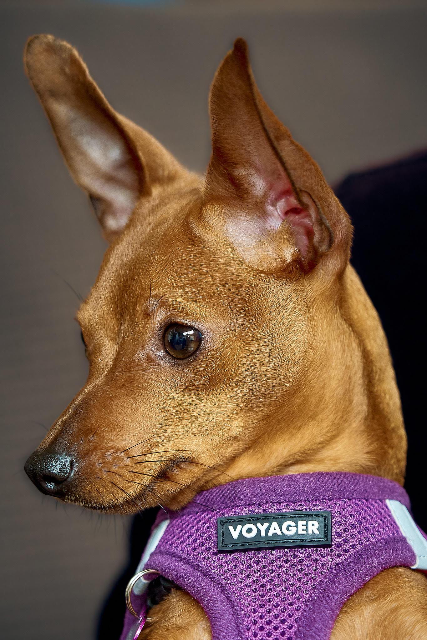 Enlarge Scarlett, an adopted mixed breed in Ellicott City, MD image 6/6