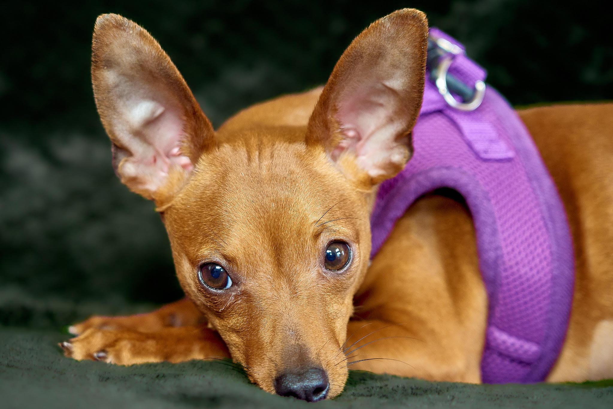 Scarlett, ADOPTABLE, Young Female Miniature Pinscher & Chihuahua.