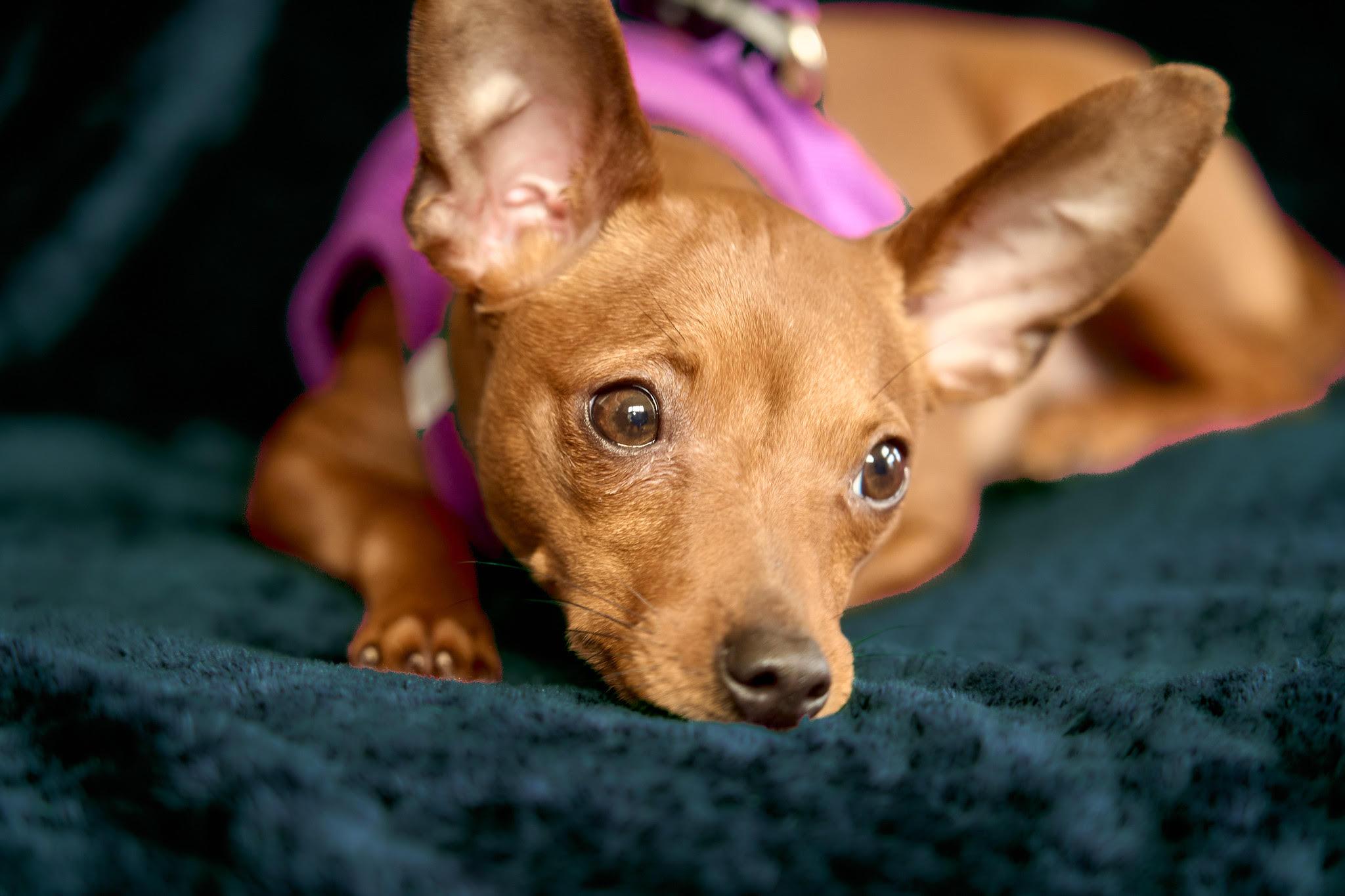 Enlarge Scarlett, an adopted mixed breed in Ellicott City, MD image 4/6