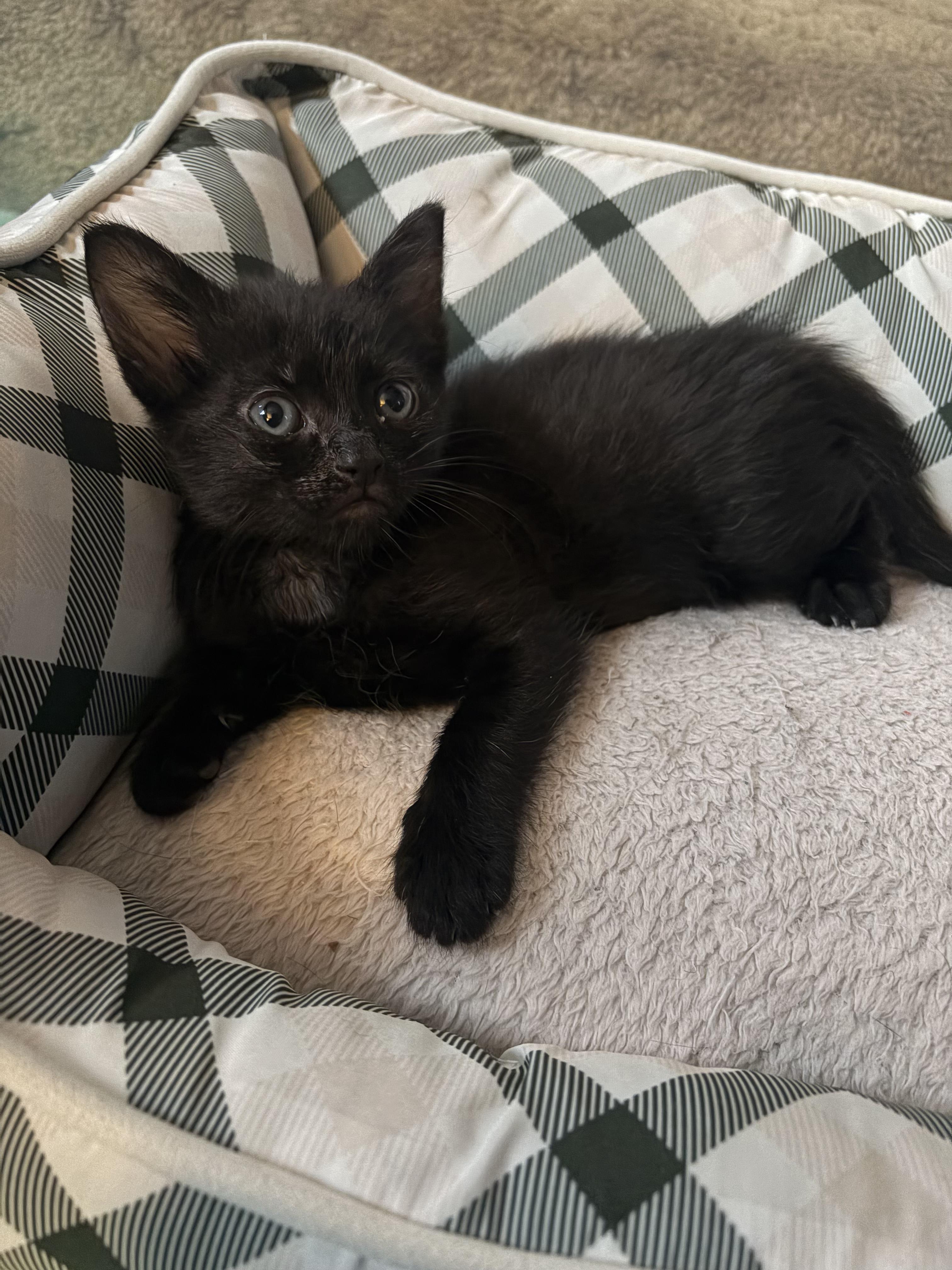 Enlarge Onyx, a ADOPTABLE Domestic Short Hair in Haddon Heights, NJ image 2/3