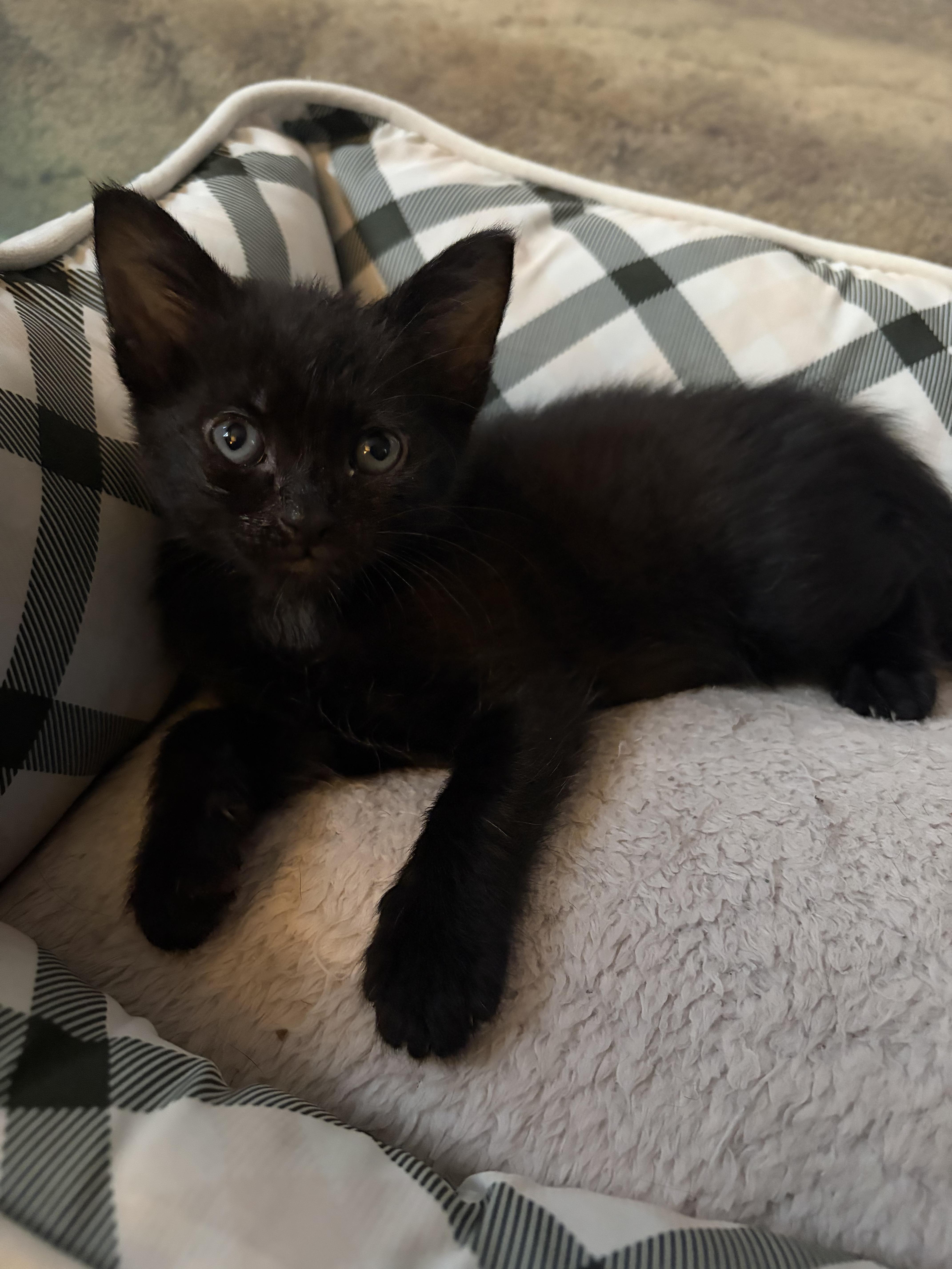 Onyx, ADOPTABLE, Kitten Male Domestic Short Hair.