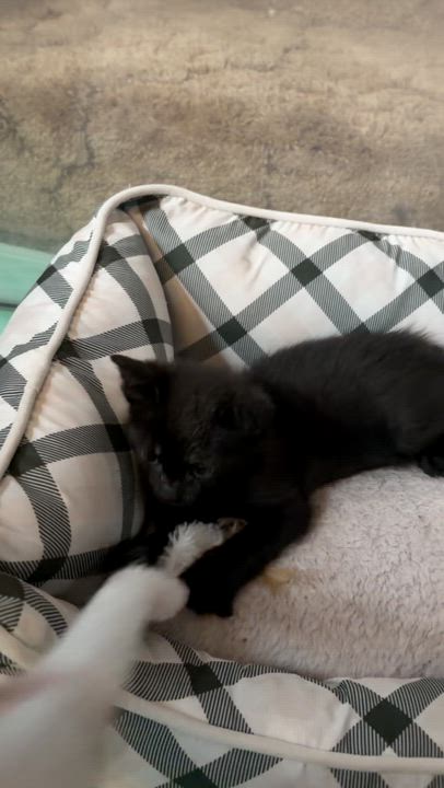 Enlarge Onyx, a ADOPTABLE Domestic Short Hair in Haddon Heights, NJ video 3/3