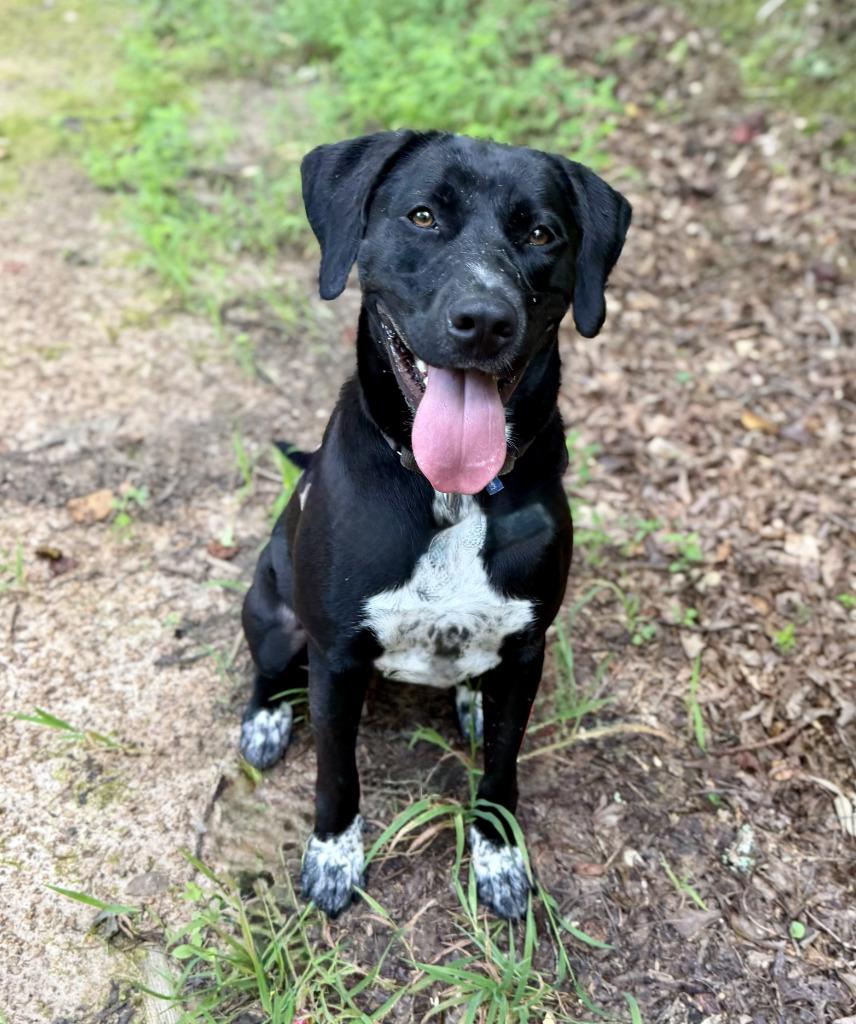 Enlarge Taurita, a Adoptable mixed breed in Ellijay, GA image 1/2