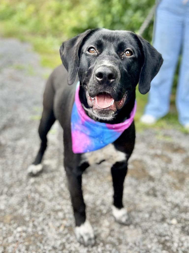 Enlarge Taurita, a Adoptable mixed breed in Ellijay, GA image 1/1