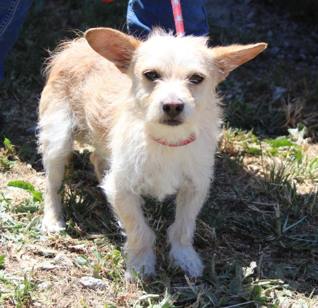 Jax, Adoptable, Young Male Terrier.