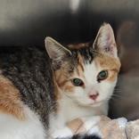 Evie, Adoptable, Young Female Domestic Short Hair.