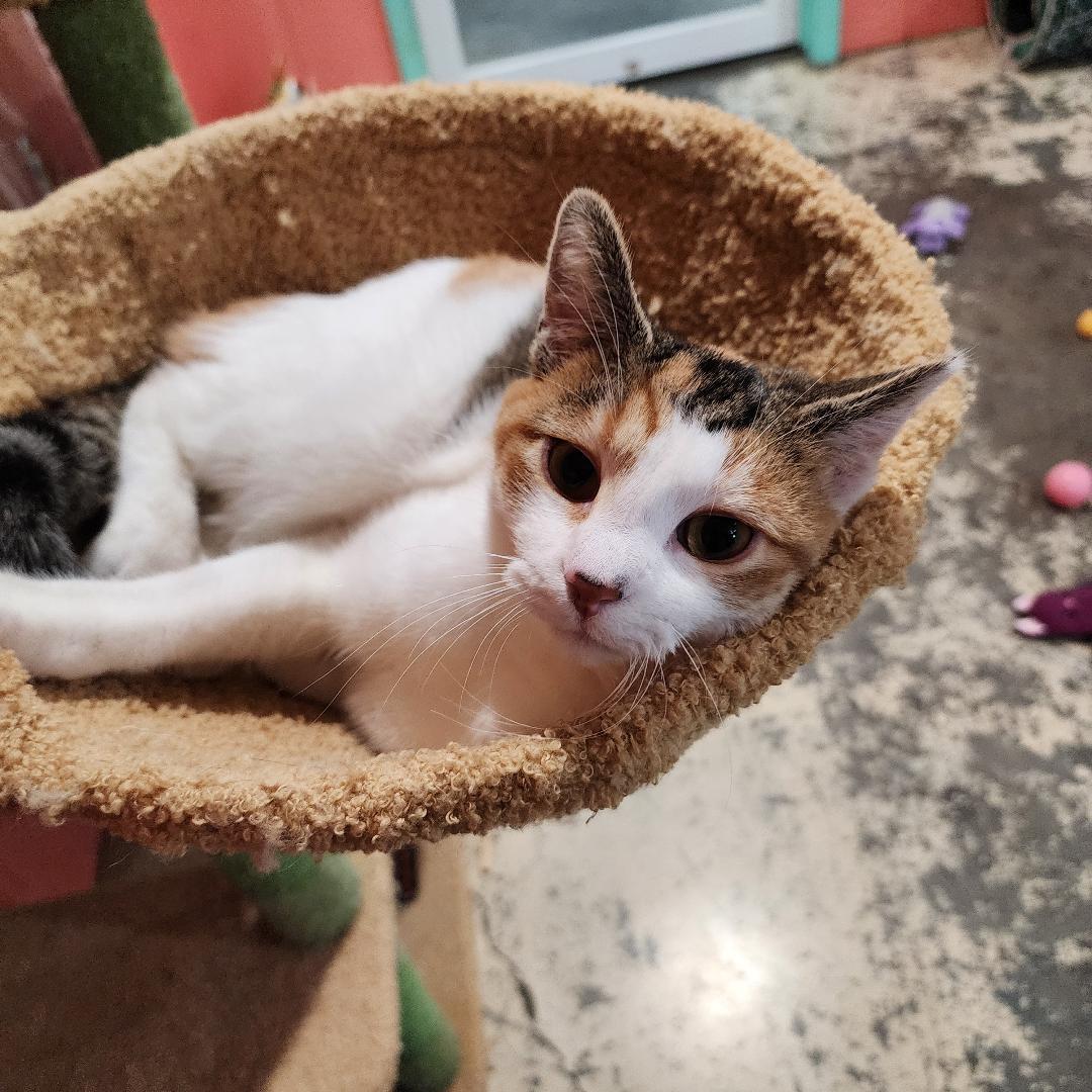 Evie, a Adoptable Domestic Short Hair in Point Pleasant, WV image 2/2