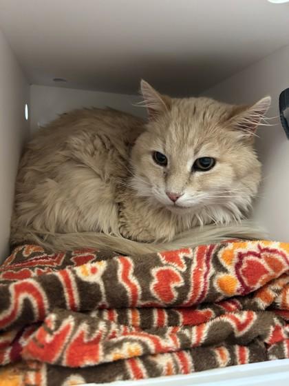 Enlarge Simms, an adopted mixed breed in Hamilton, MT image 2/3